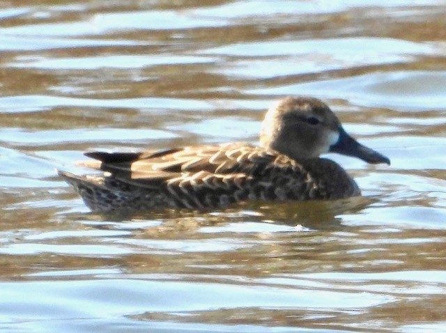 Blue-winged Teal - Julie Barton