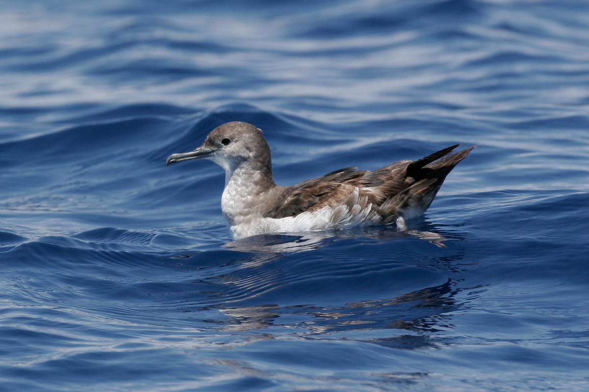 Wedge-tailed Shearwater - ML43116051