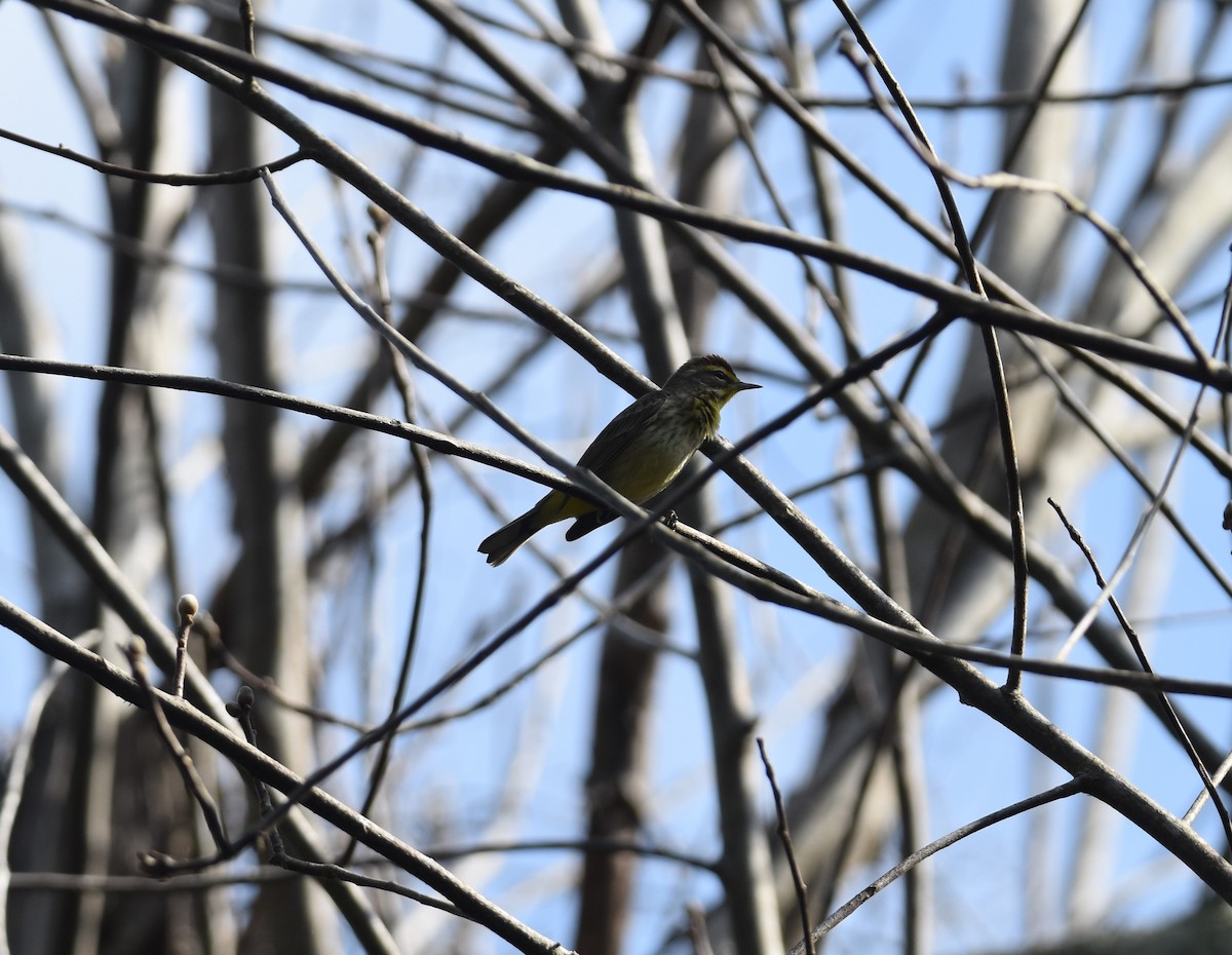 Palm Warbler (Yellow) - ML431162101