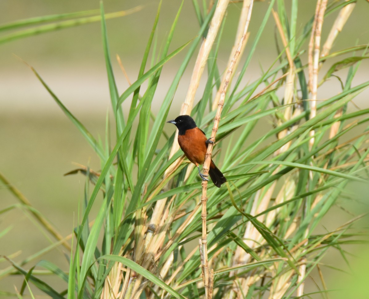 Orchard Oriole - ML431162211