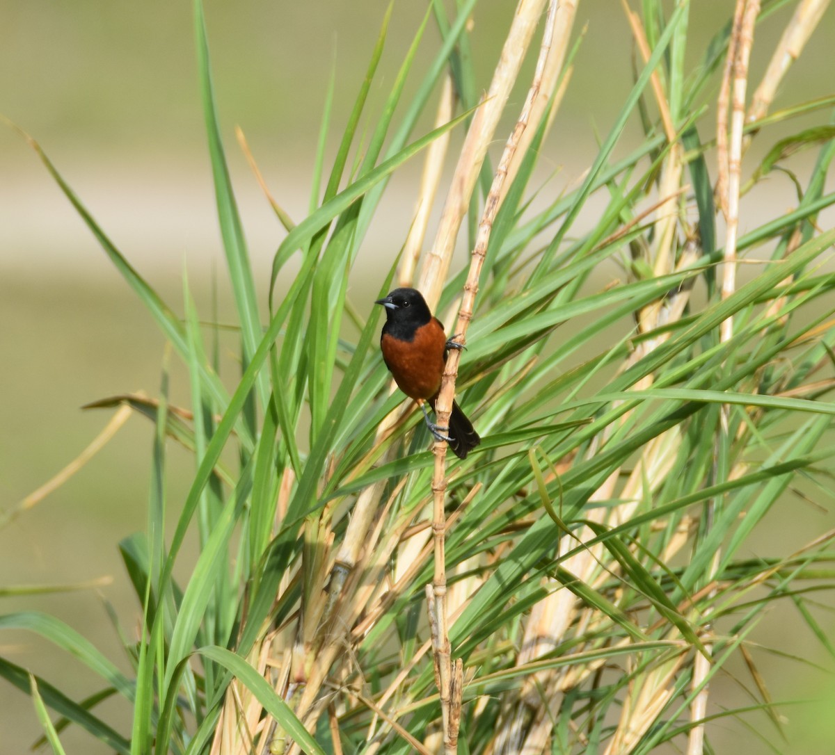 Orchard Oriole - ML431162221