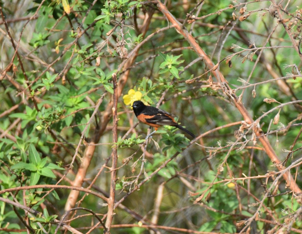 Orchard Oriole - ML431162311