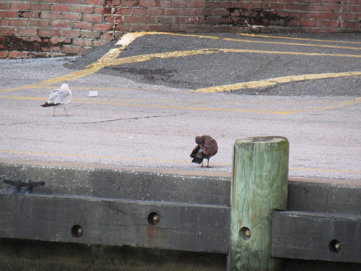 Heermann's Gull - ML431163121