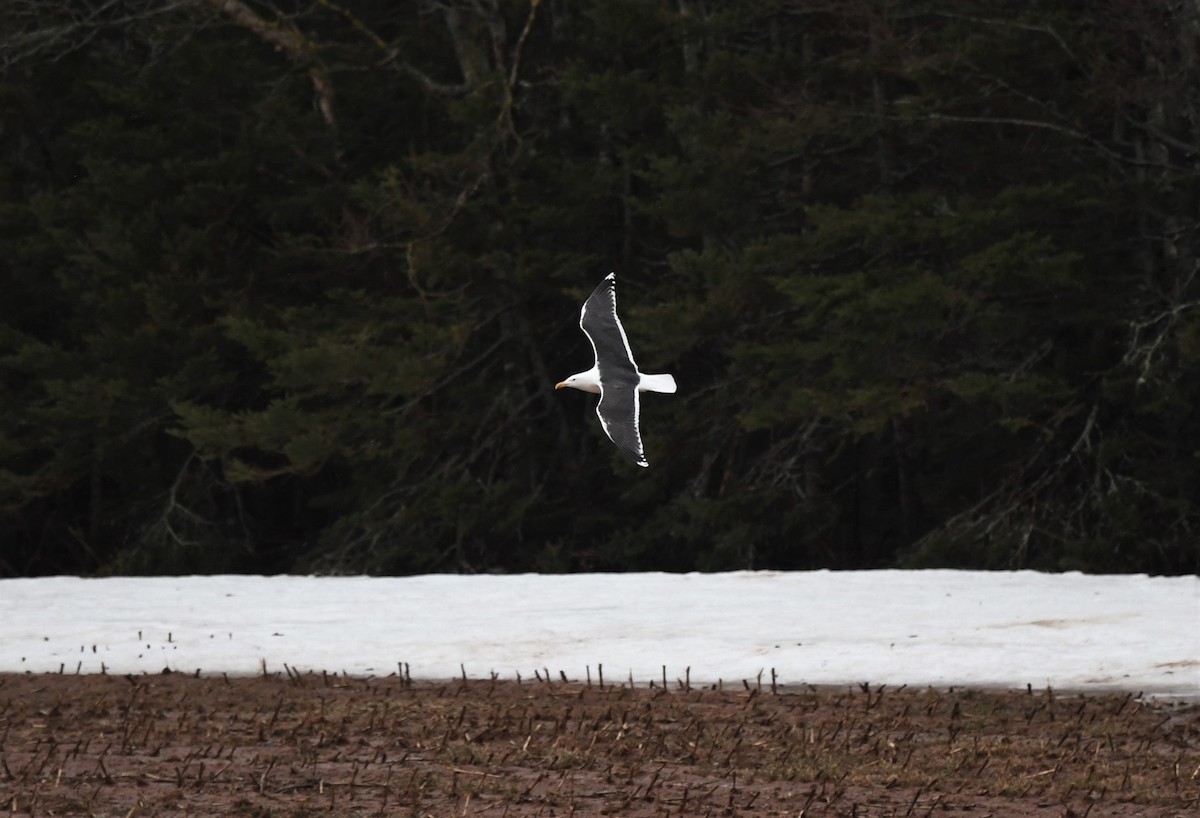 Great Black-backed Gull - ML431163191