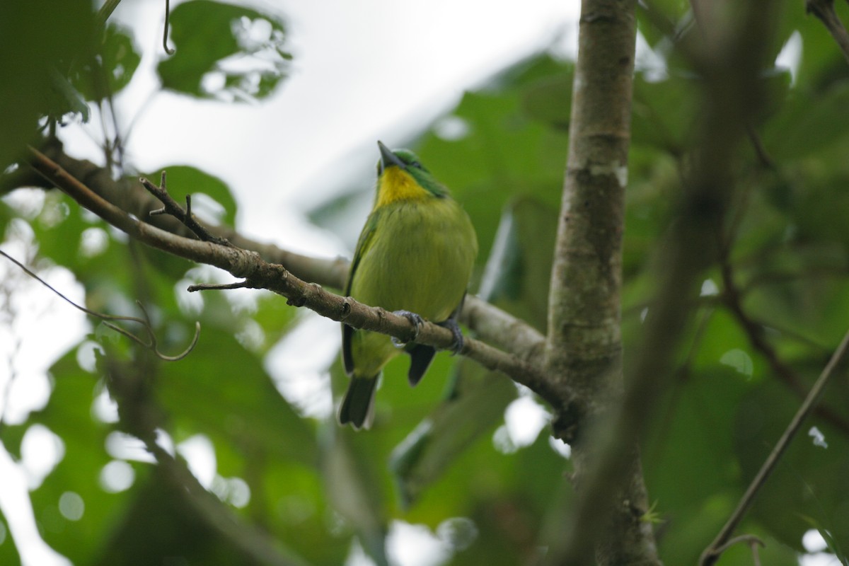 Green Shrike-Vireo - ML43116371