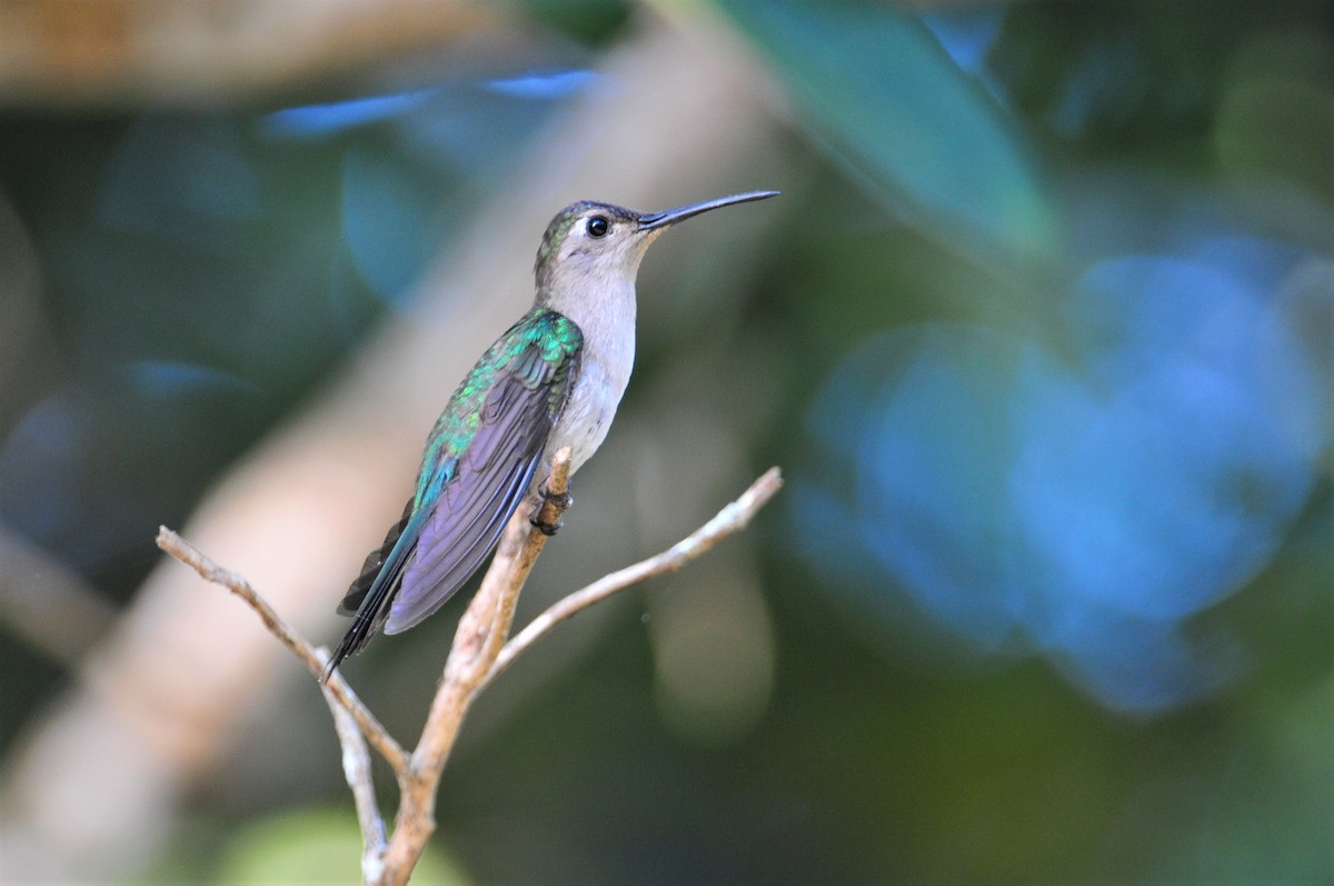 Wedge-tailed Sabrewing - Nick  Kontonicolas