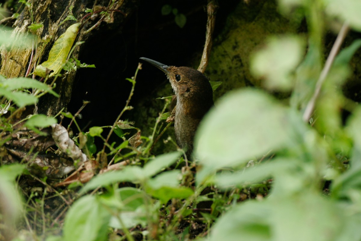 Nava's Wren - ML43116441