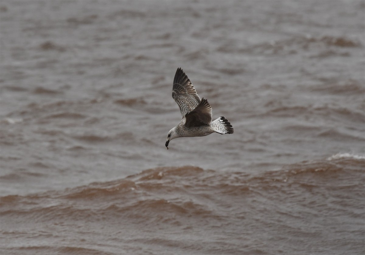 Great Black-backed Gull - ML431165251