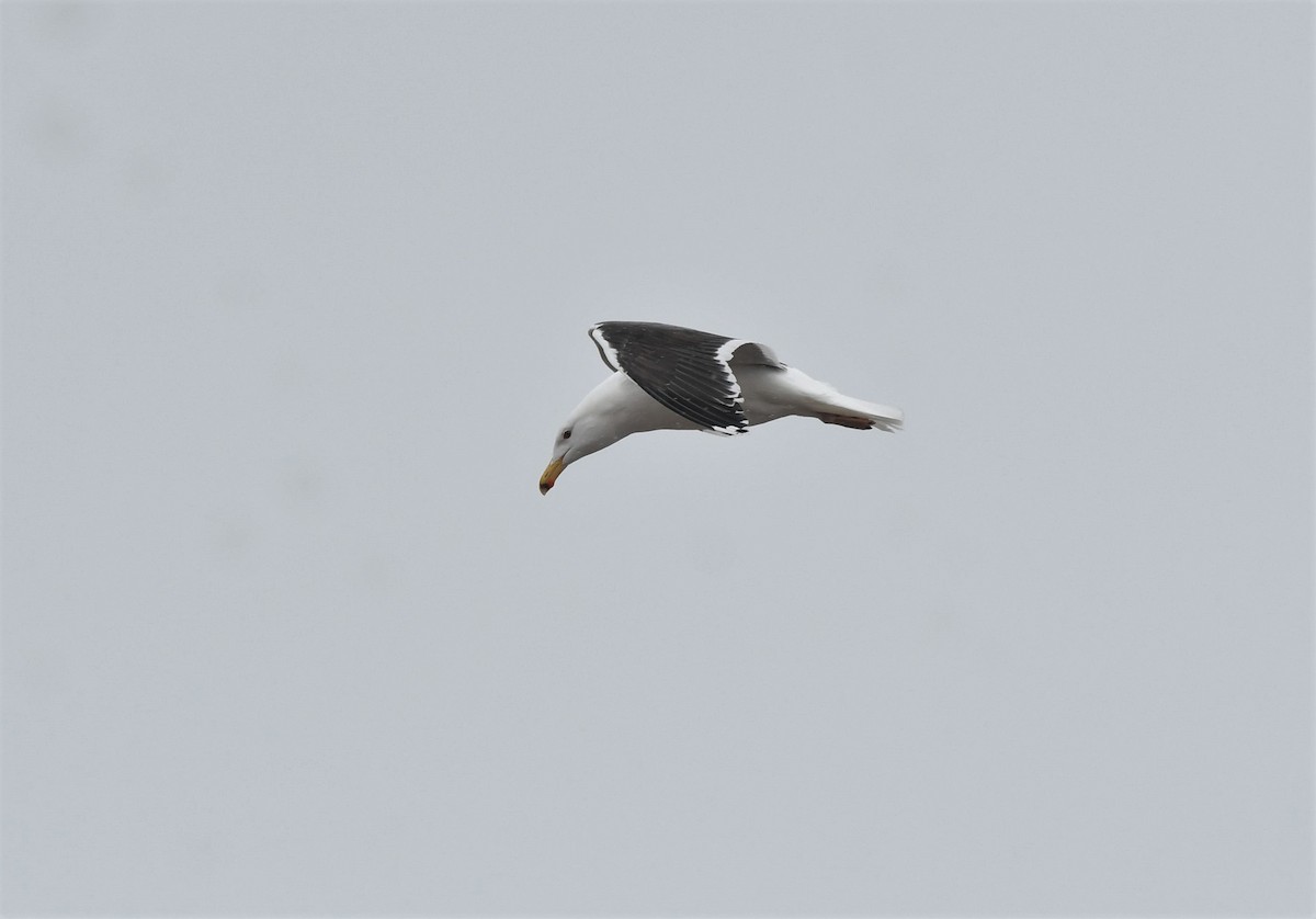 Great Black-backed Gull - ML431165281