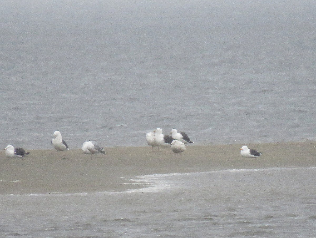 Glaucous Gull - ML431165611