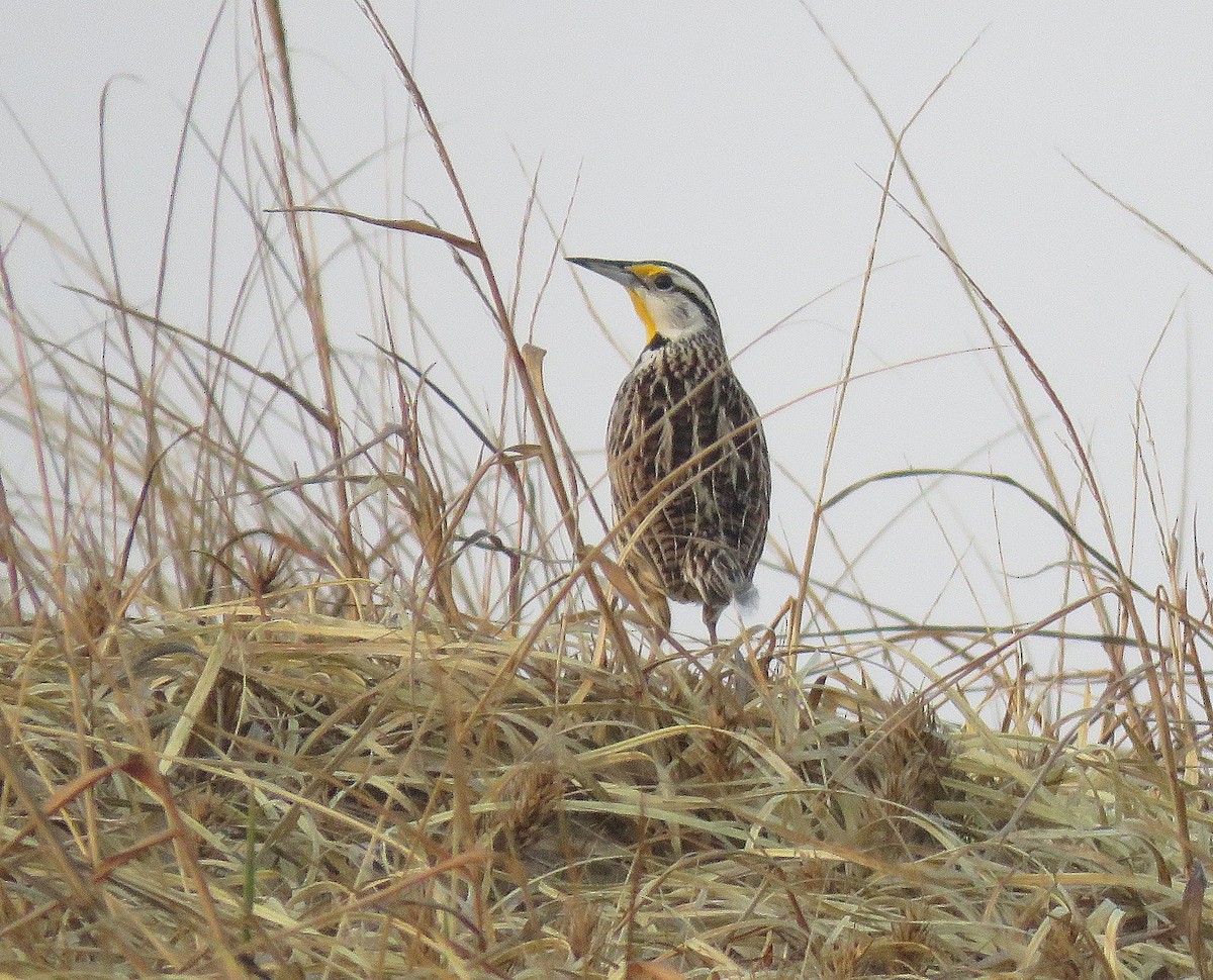 Eastern Meadowlark - ML431166471