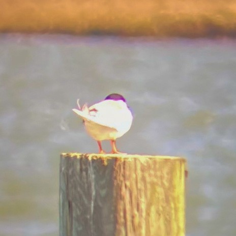 Forster's Tern - ML431166951
