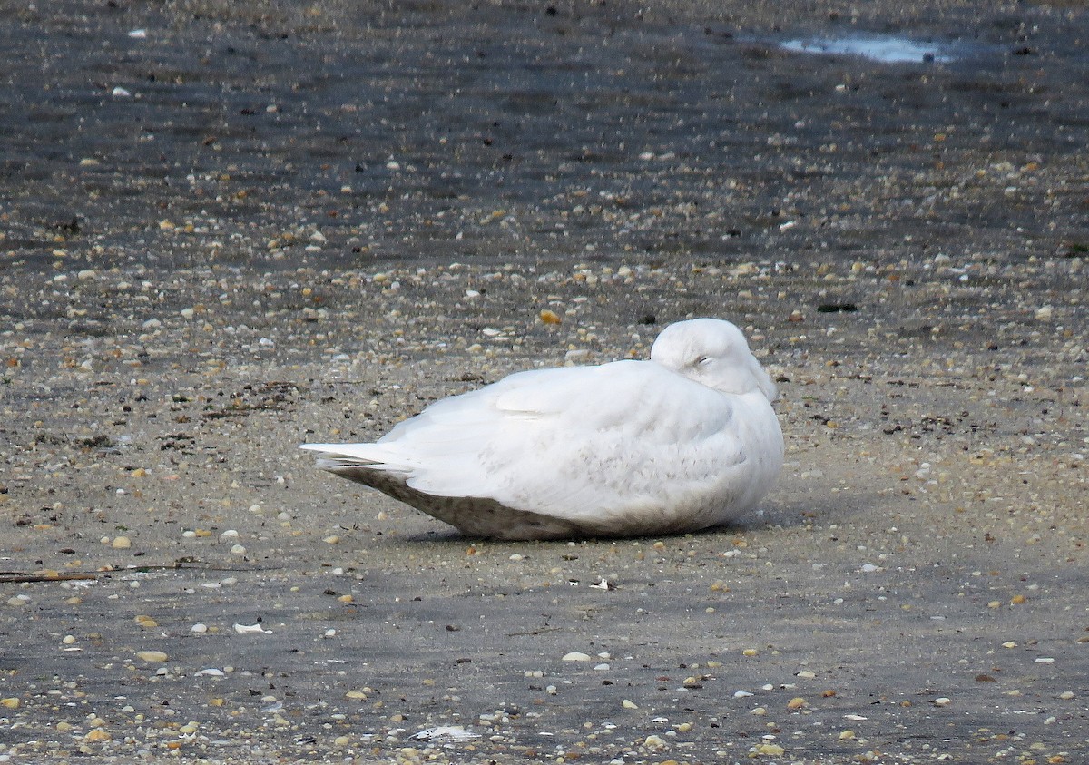 Glaucous Gull - ML431167091