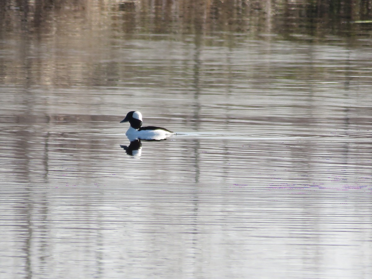 Bufflehead - ML431169491