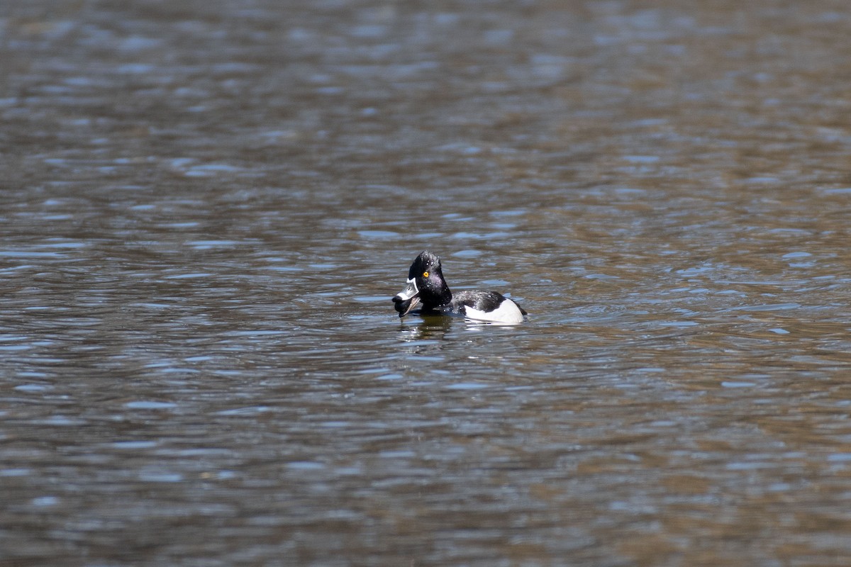 Ring-necked Duck - ML431170051