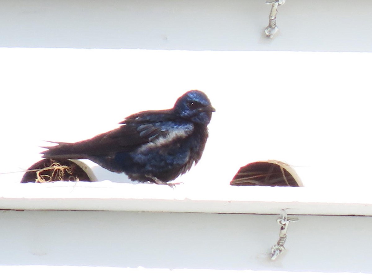 Purple Martin - ML431170941