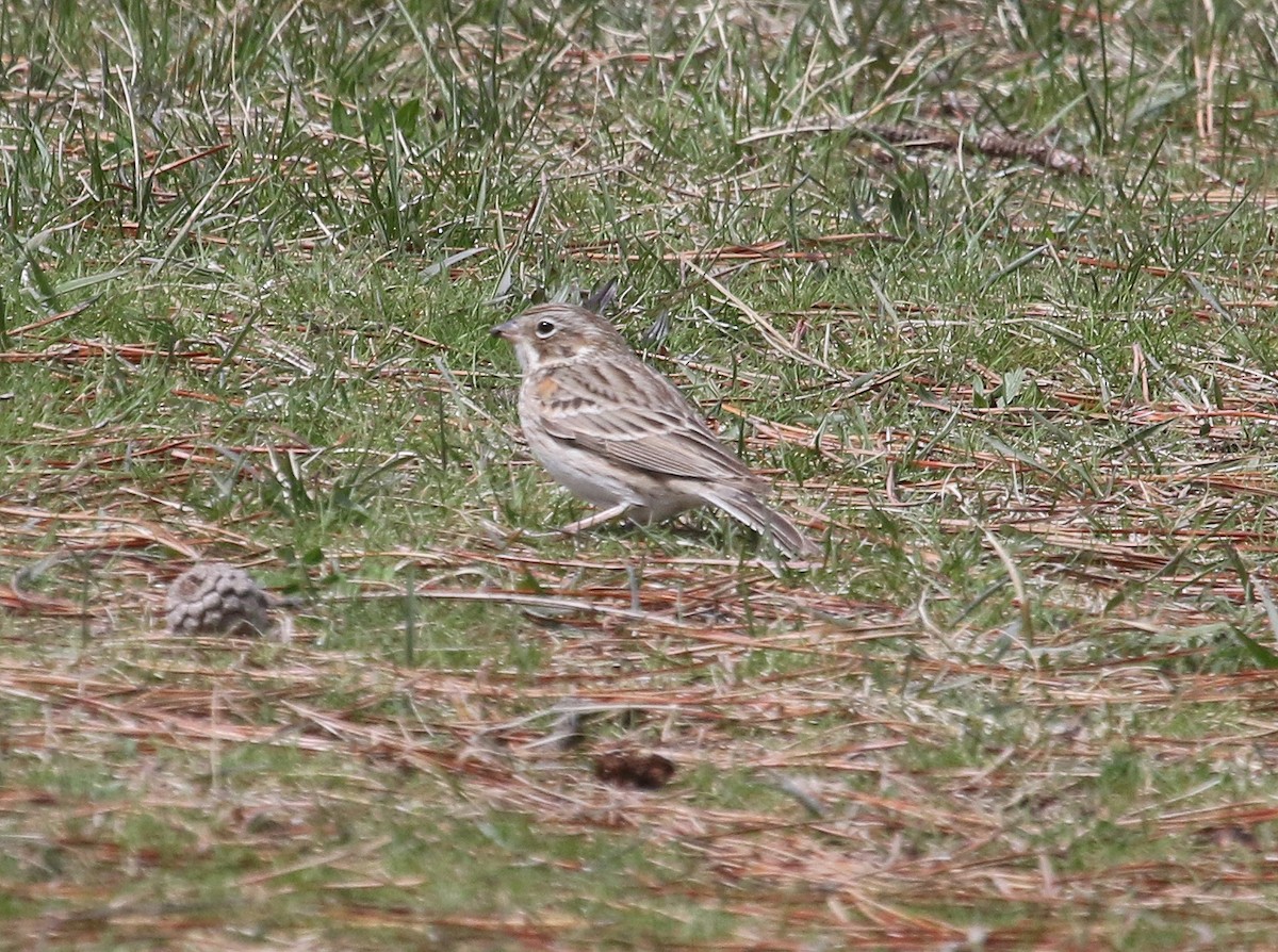 Vesper Sparrow - ML431172691