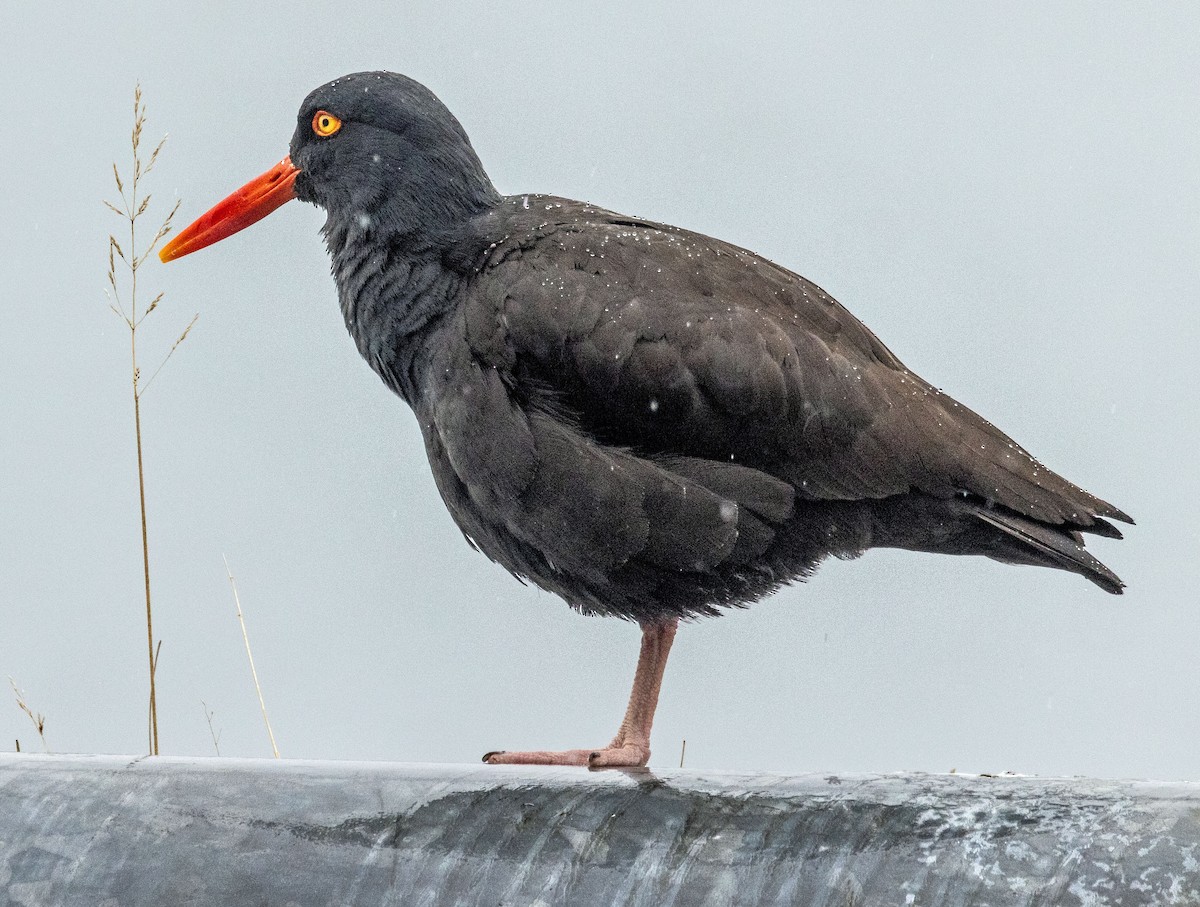 Black Oystercatcher - ML431172971