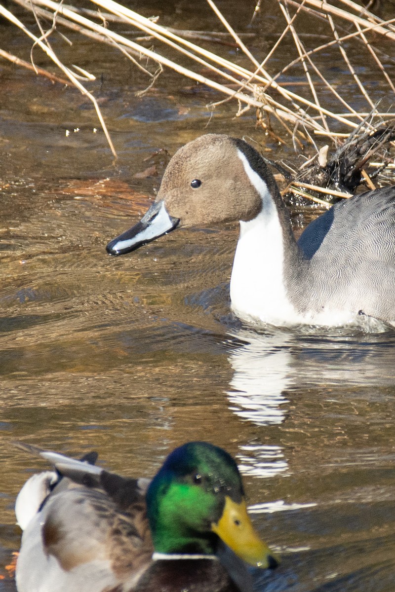 Northern Pintail - David Gulick