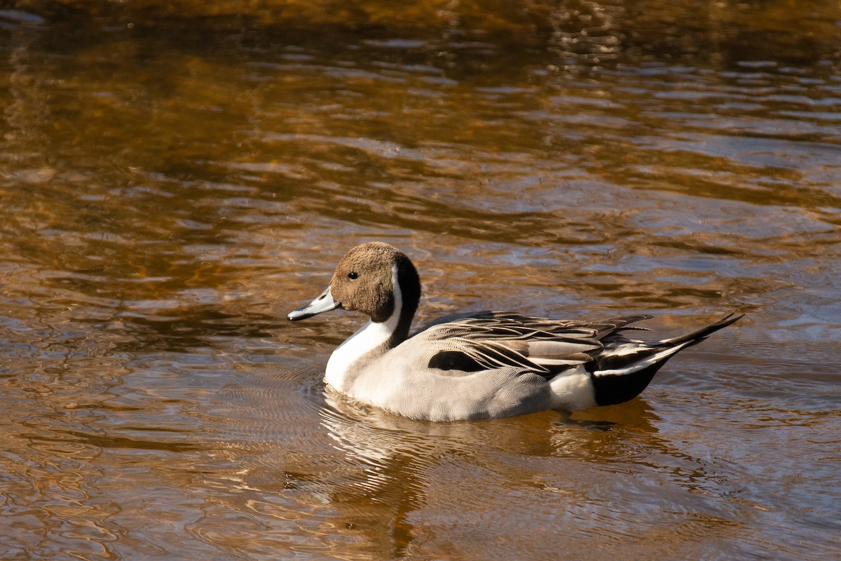 Northern Pintail - David Gulick