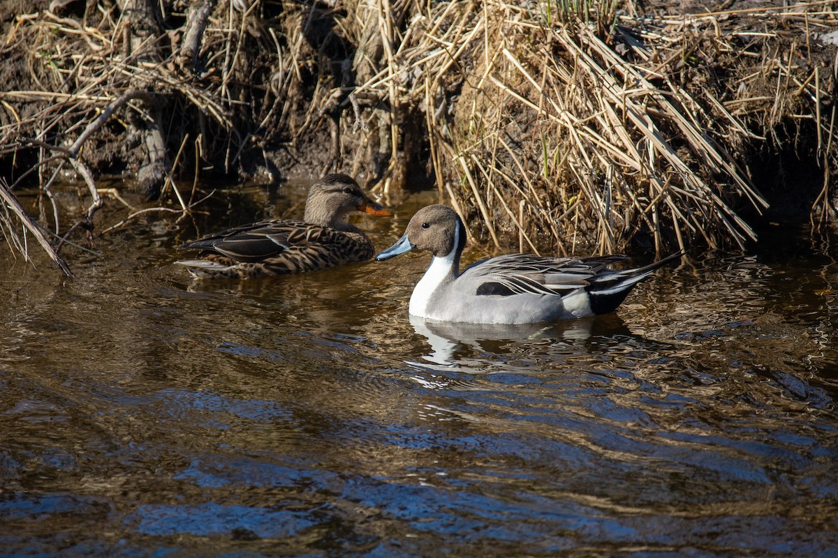 Northern Pintail - David Gulick