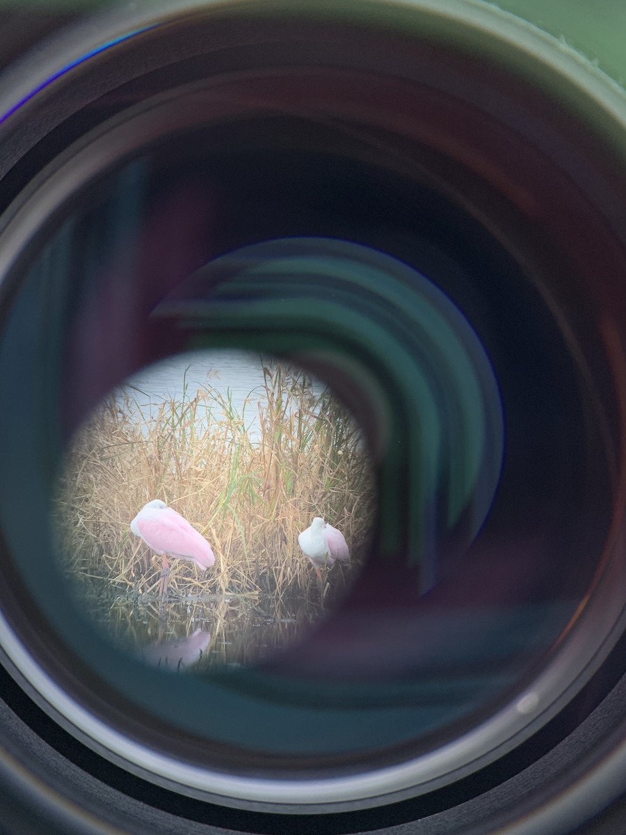 Roseate Spoonbill - ML431176321