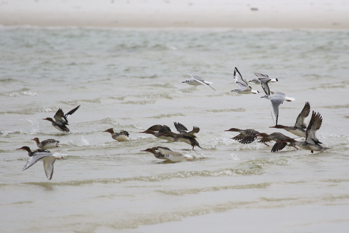 Red-breasted Merganser - ML431176981