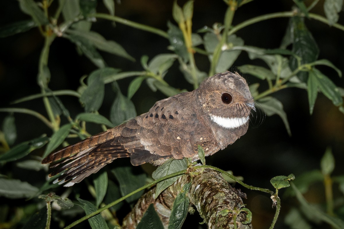 Ocellated Poorwill - Vitor Rolf Laubé