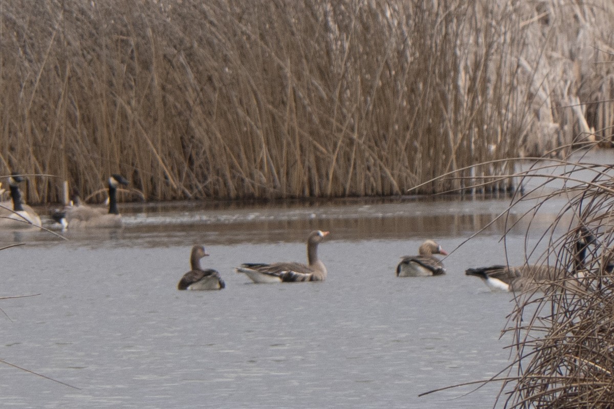 Greater White-fronted Goose - ML431180981