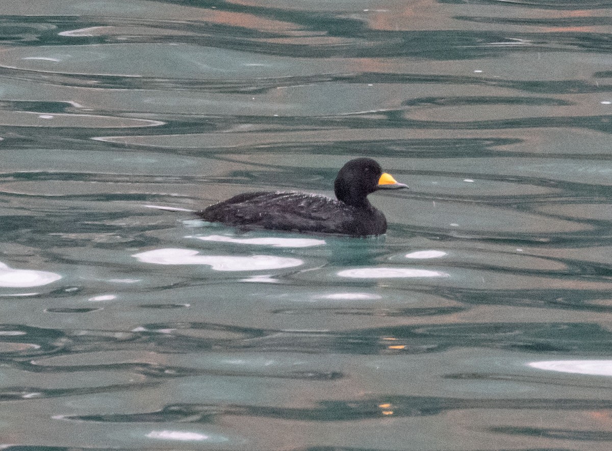 Black Scoter - ML431182361