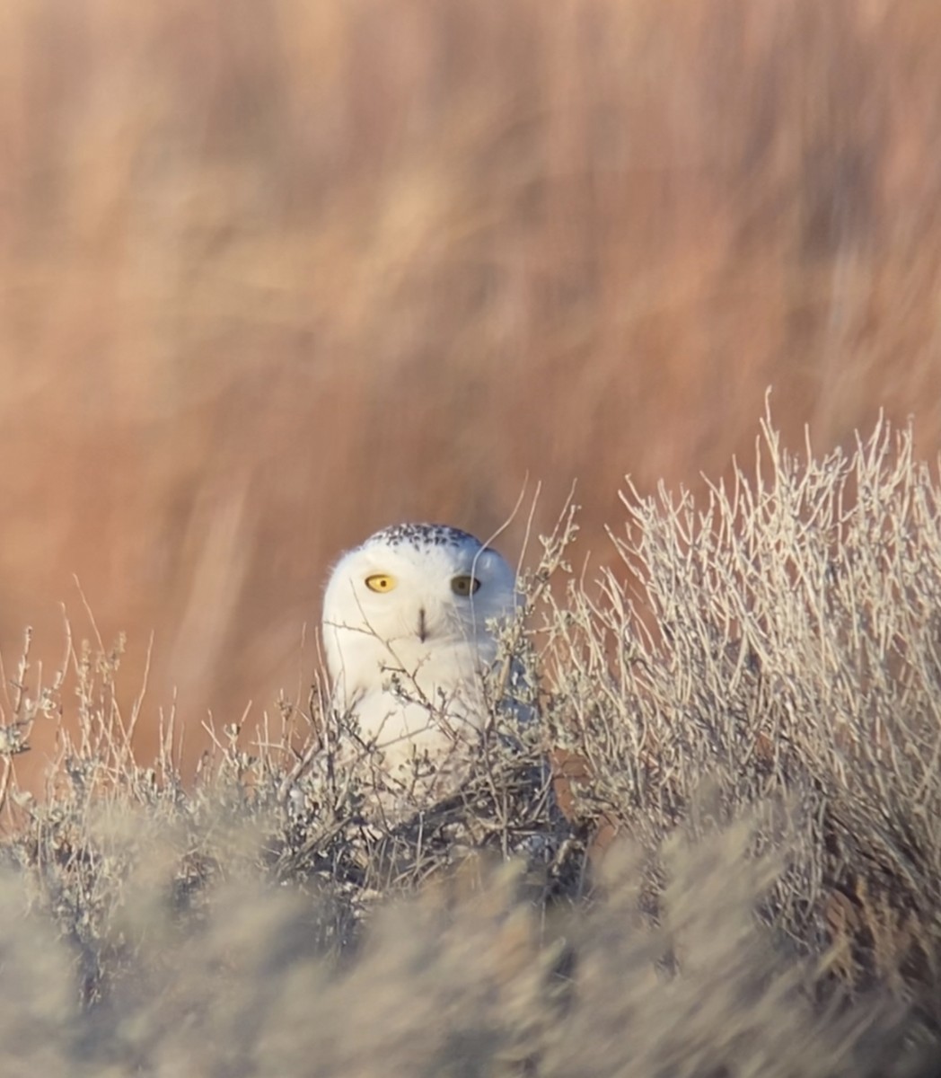 Snowy Owl - ML431184261