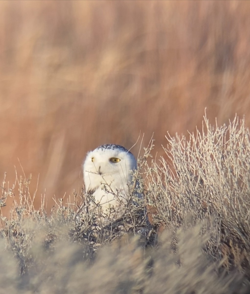 Snowy Owl - ML431184361