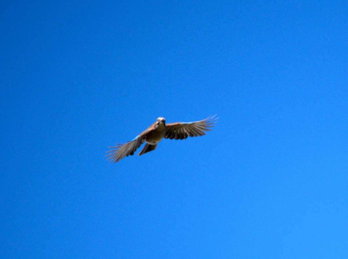 Eurasian Jay - ML431187121