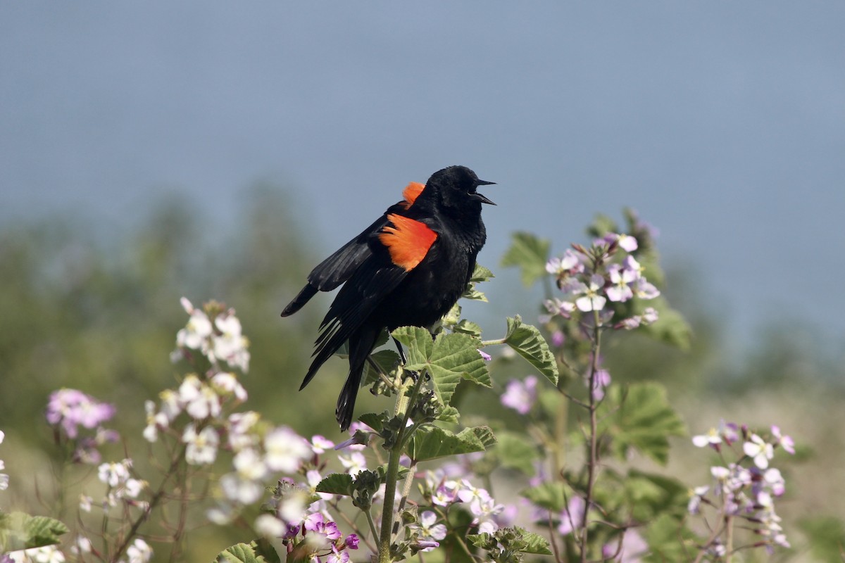 Red-winged Blackbird - Simon Westley