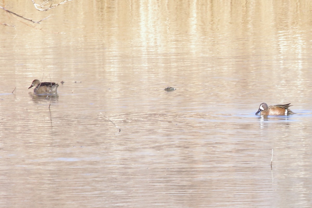 Blue-winged Teal - Susan Hunter