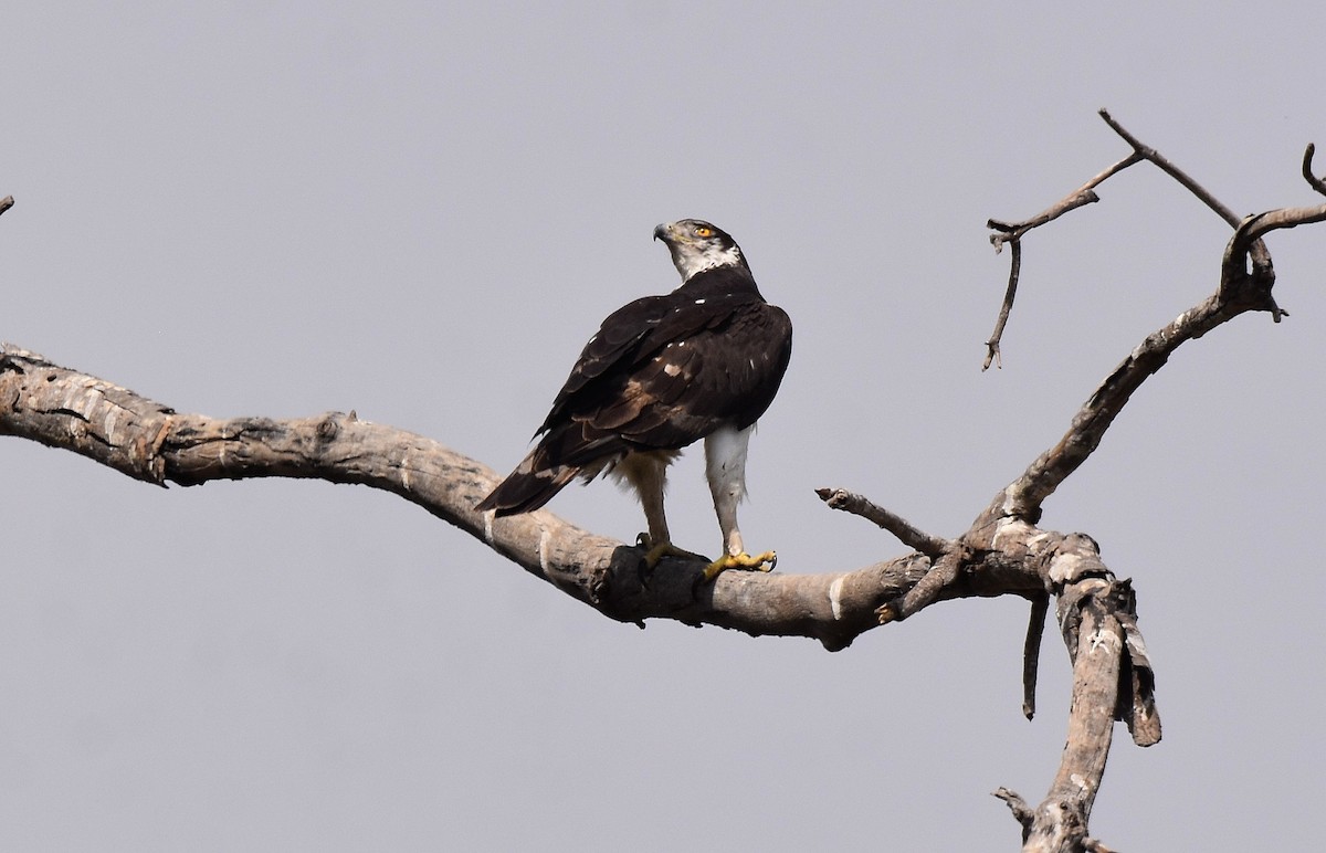 African Hawk-Eagle - Lukasz Pulawski