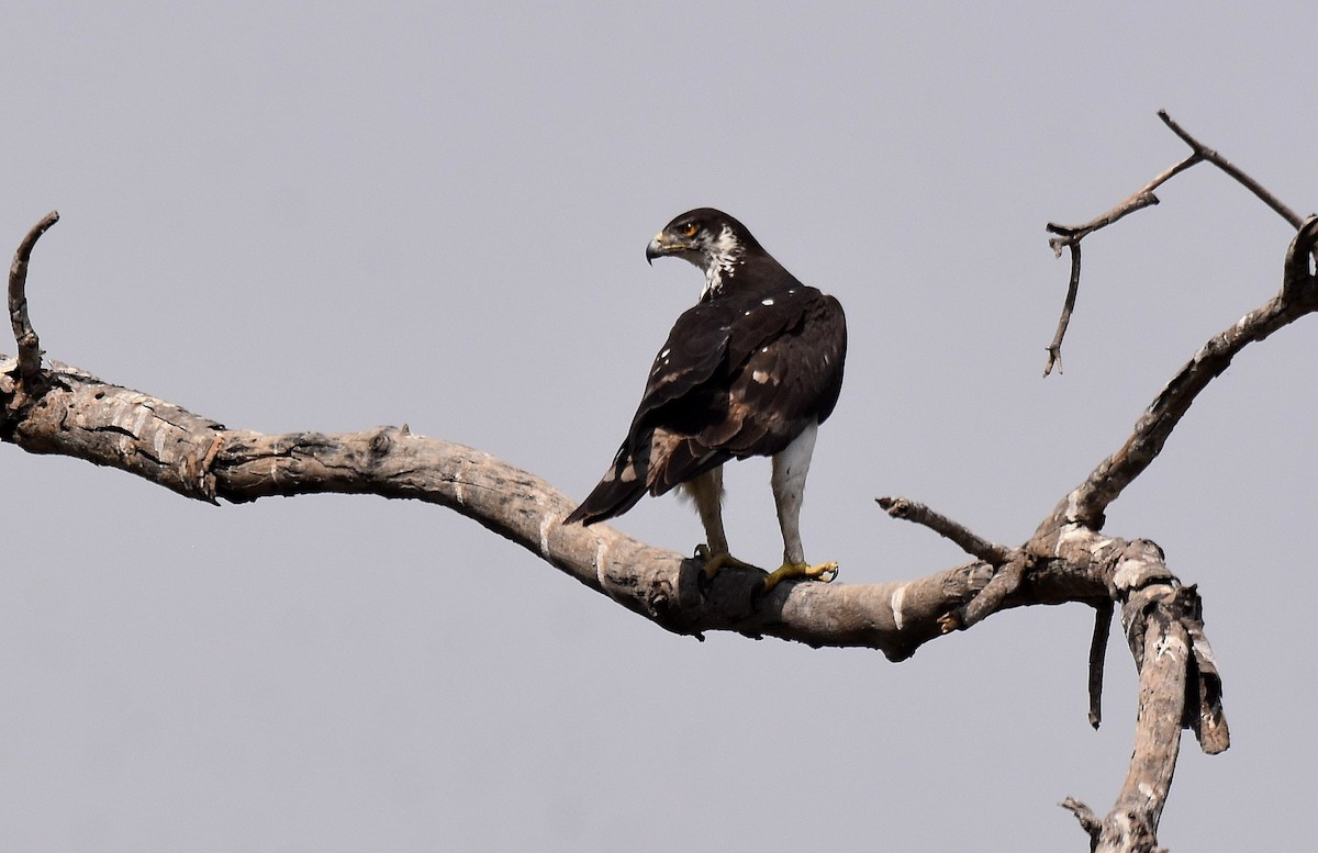 African Hawk-Eagle - Lukasz Pulawski