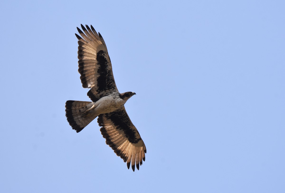 African Hawk-Eagle - Lukasz Pulawski