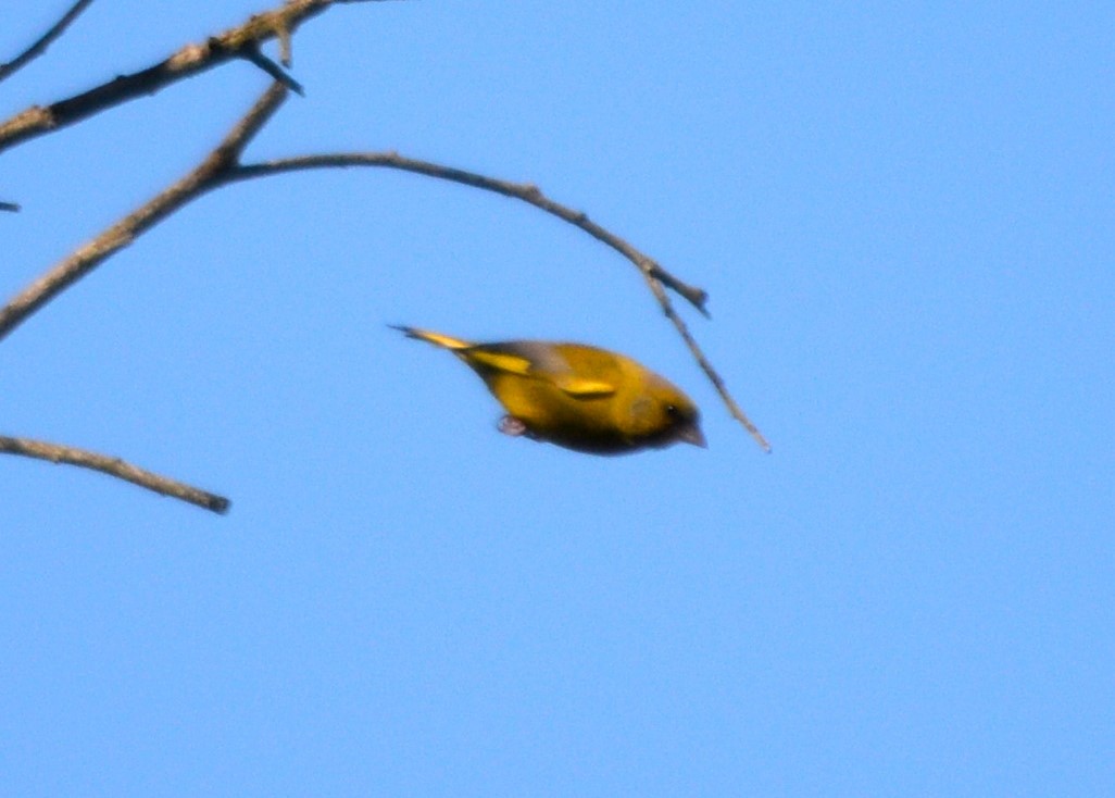 European Greenfinch - ML431190391