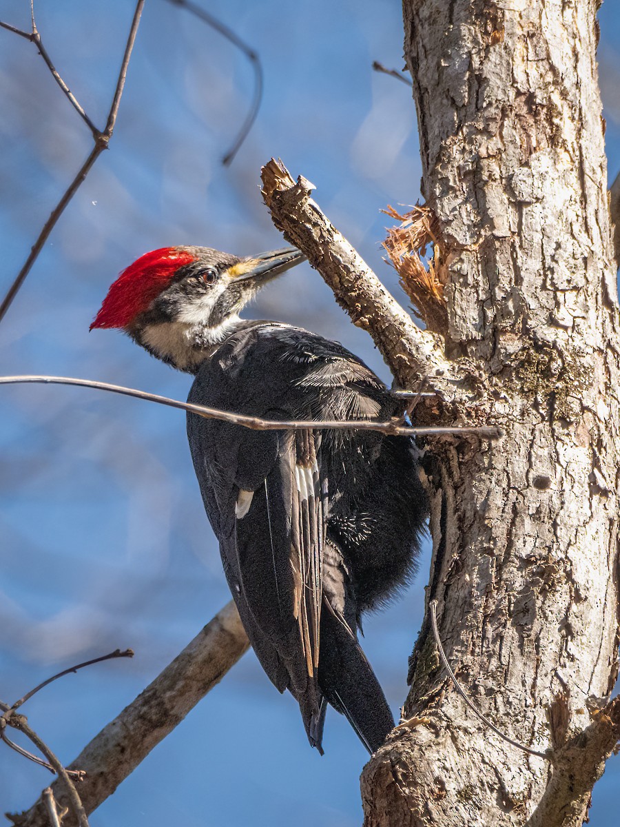 Pileated Woodpecker - Robert Stone