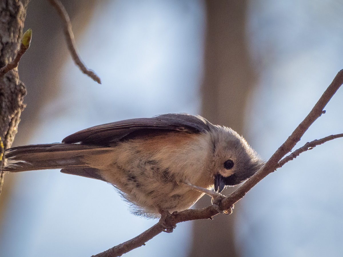 Tufted Titmouse - Robert Stone