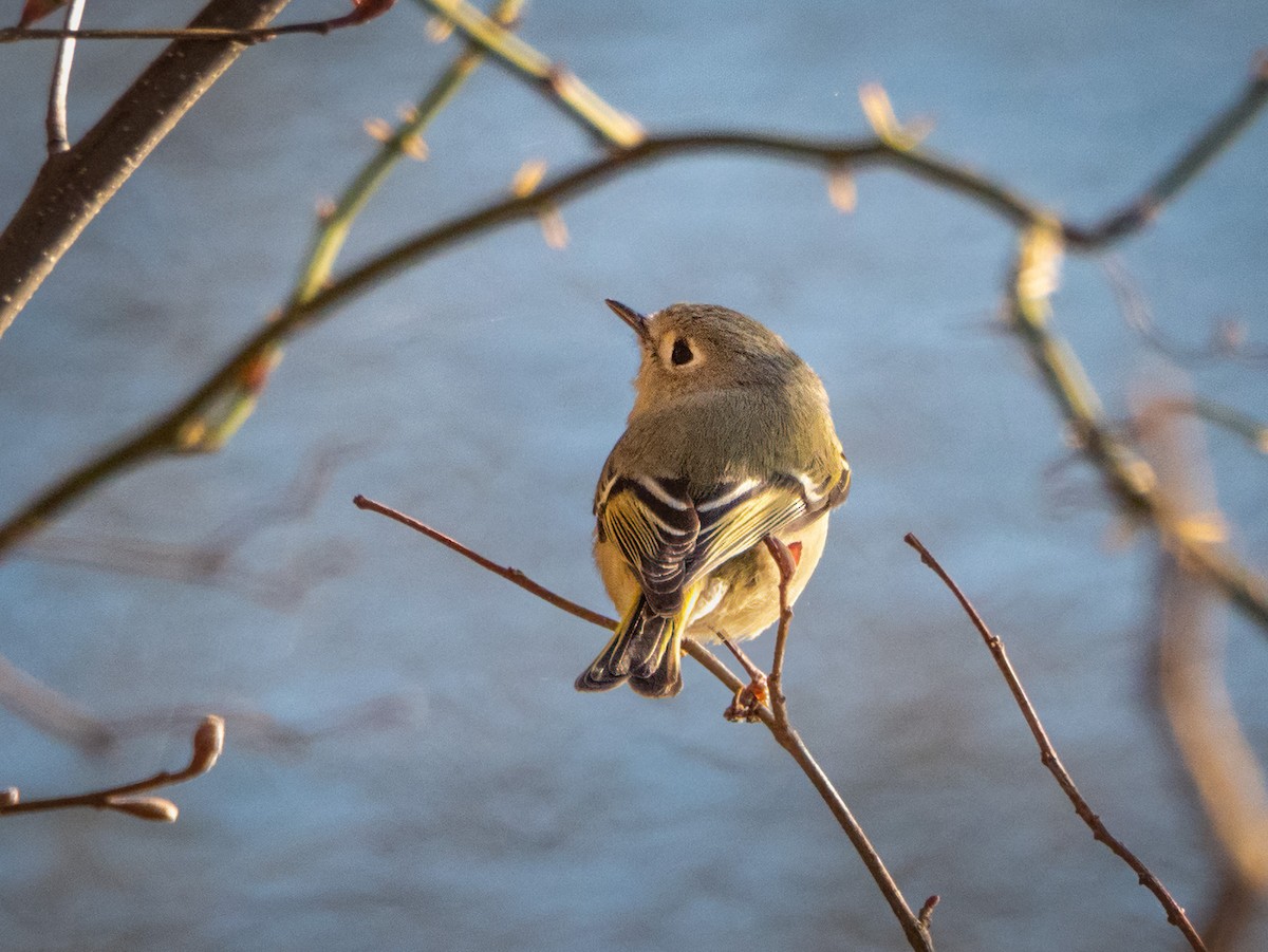 Ruby-crowned Kinglet - Robert Stone