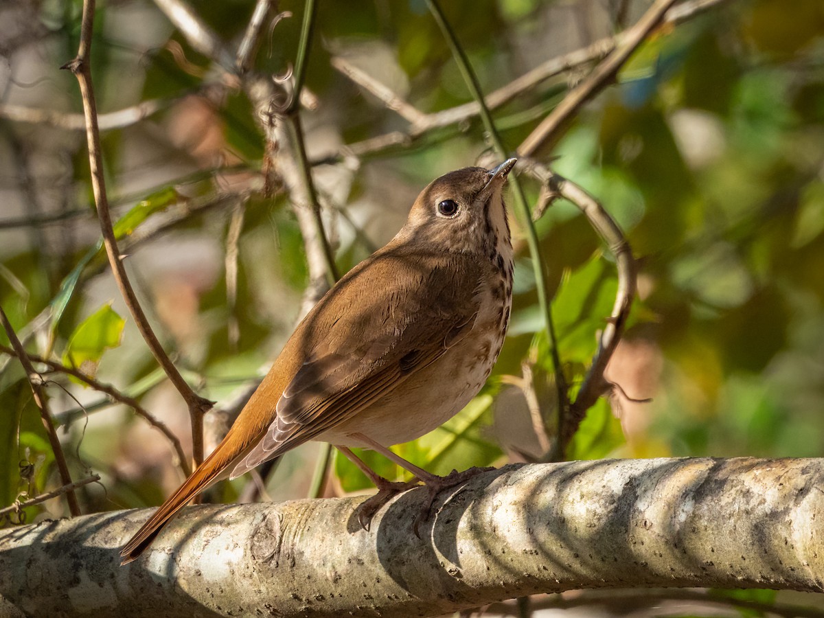 Hermit Thrush - ML431191291