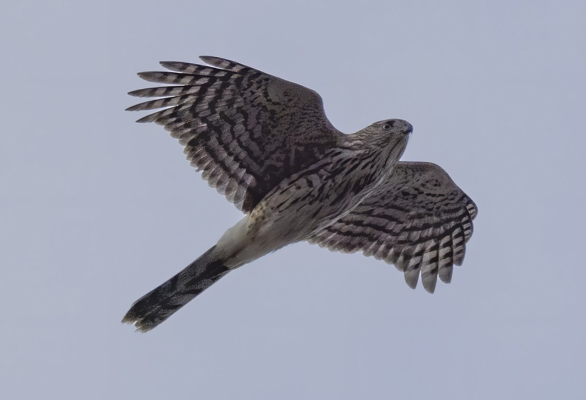 Cooper's Hawk - ML431191431