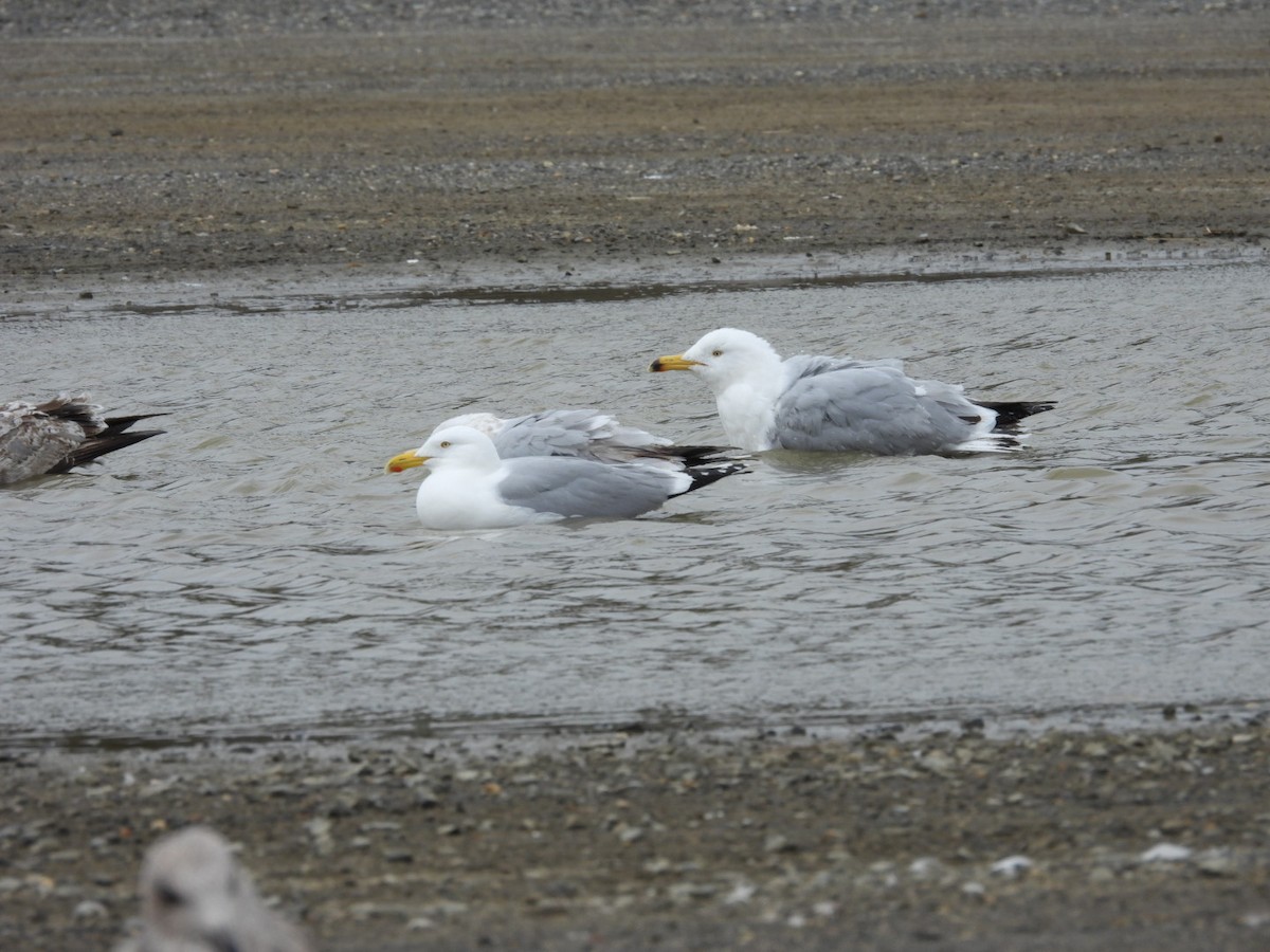 Ring-billed Gull - ML431192921