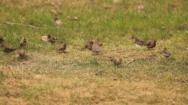 Common Redpoll - ML431193511