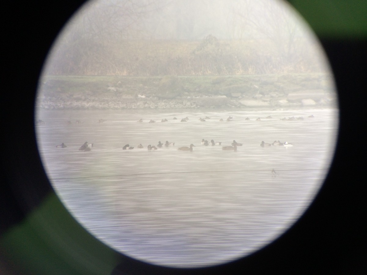 Tufted Duck - ML431193711