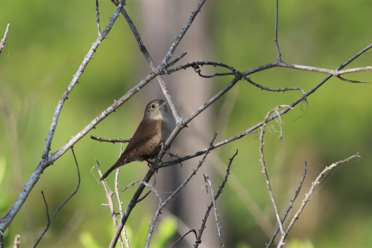 House Wren - Margaret Viens