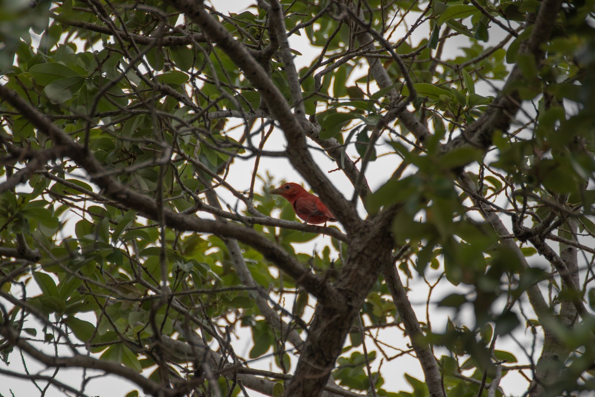 Summer Tanager - ML431196411