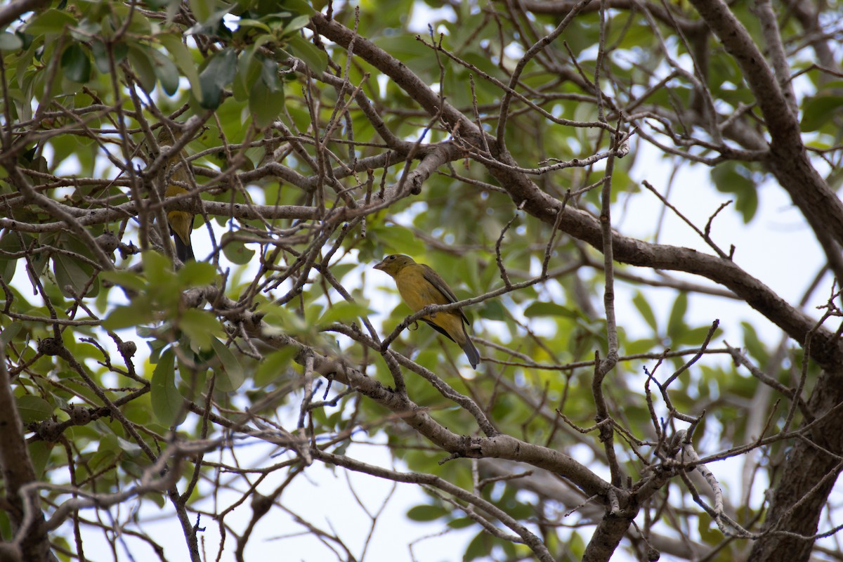 Summer Tanager - ML431196431